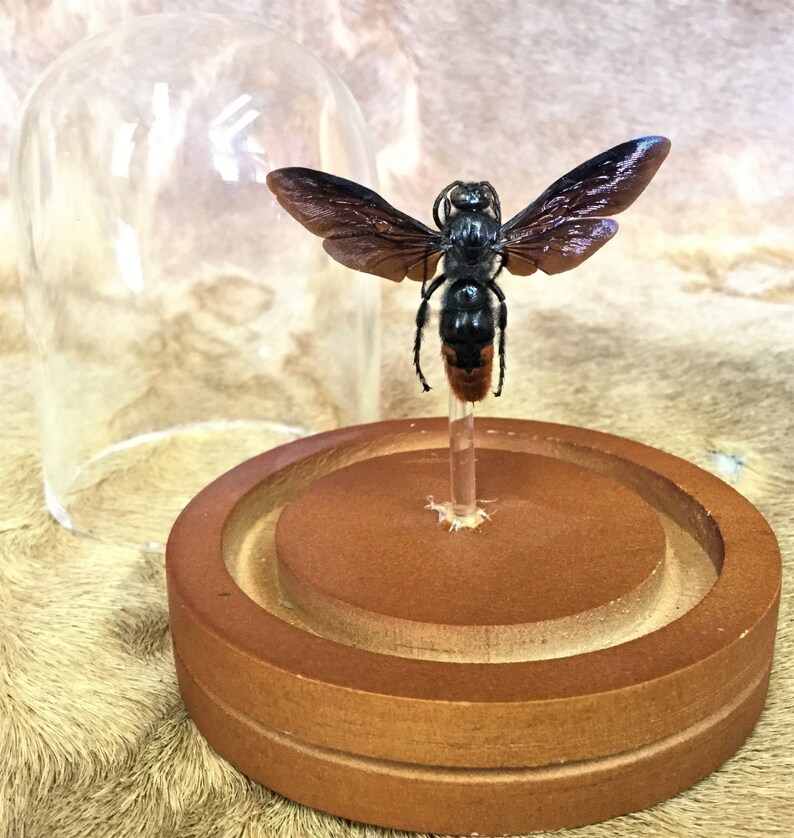 y45 Entomology Iridescent Scoliid Wasp Megascolia azurea Male Glass Dome Display collectible specimen insect