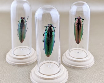 Jewel Beetle Glass Dome Display Entomology TaxidermySpecimen Collectible Insect Curiosity Educational oddities home decor