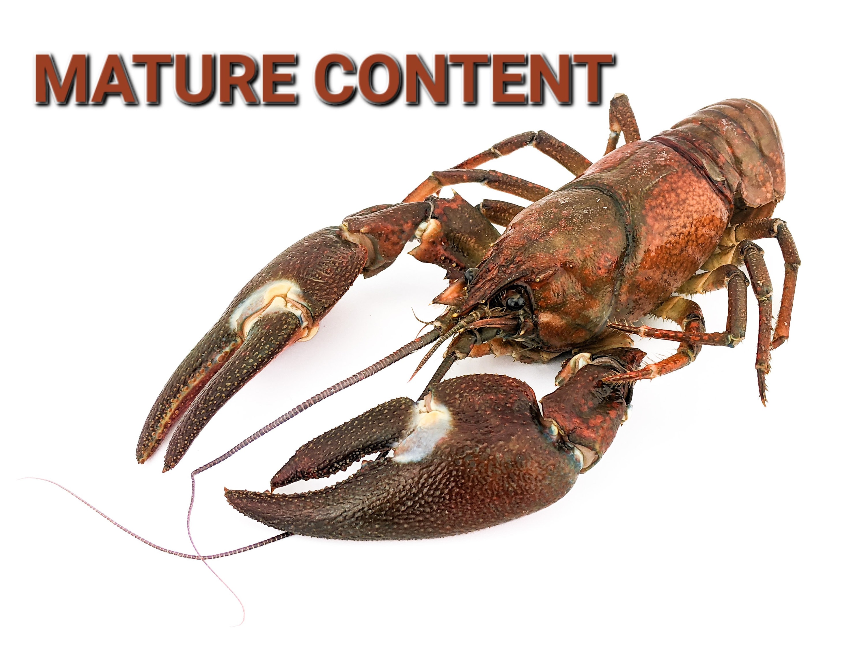 Cf#12 Crayfish taxidermy crawfish crawdad mountain lobster mudbugs