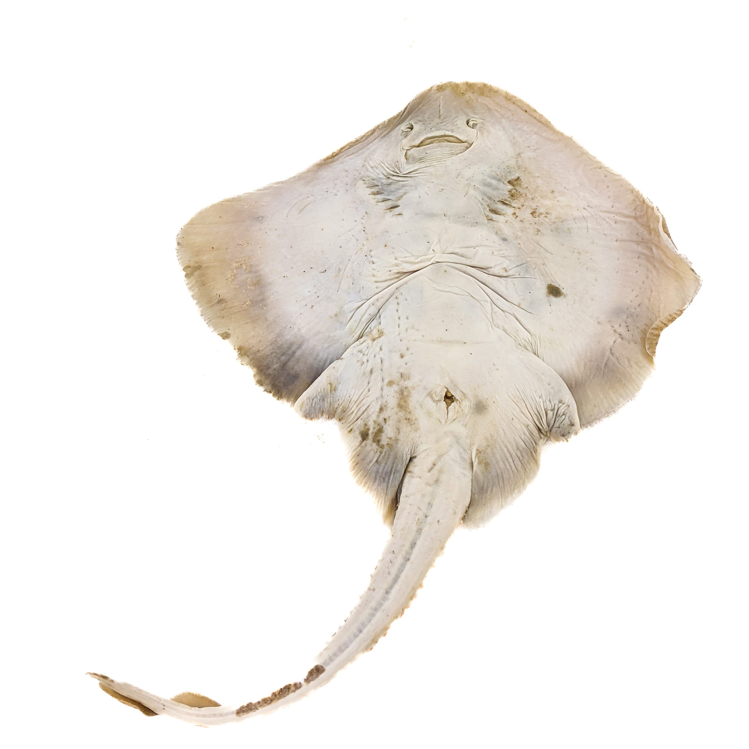 Skate 4 HUGE 16 Wet Specimen Clearnose Skate fish Taxidermy Oddities