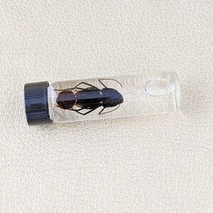 May include: A clear glass vial with a black cap containing a preserved black ant. The ant is detailed, showing its segmented body and legs. The vial is filled with a clear liquid, and the background is a textured, off-white surface.