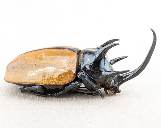 LG Beetle Eupatoris gracilic Oddities Curiosities Specimen  Insect educational curiosity horned oddity decor