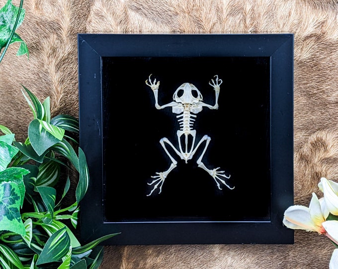 Frog skeleton Asian Black spined Frog Taxidermy Oddities Curiosities Wall Hanging Specimen Osteology bones bone collector macabre home decor