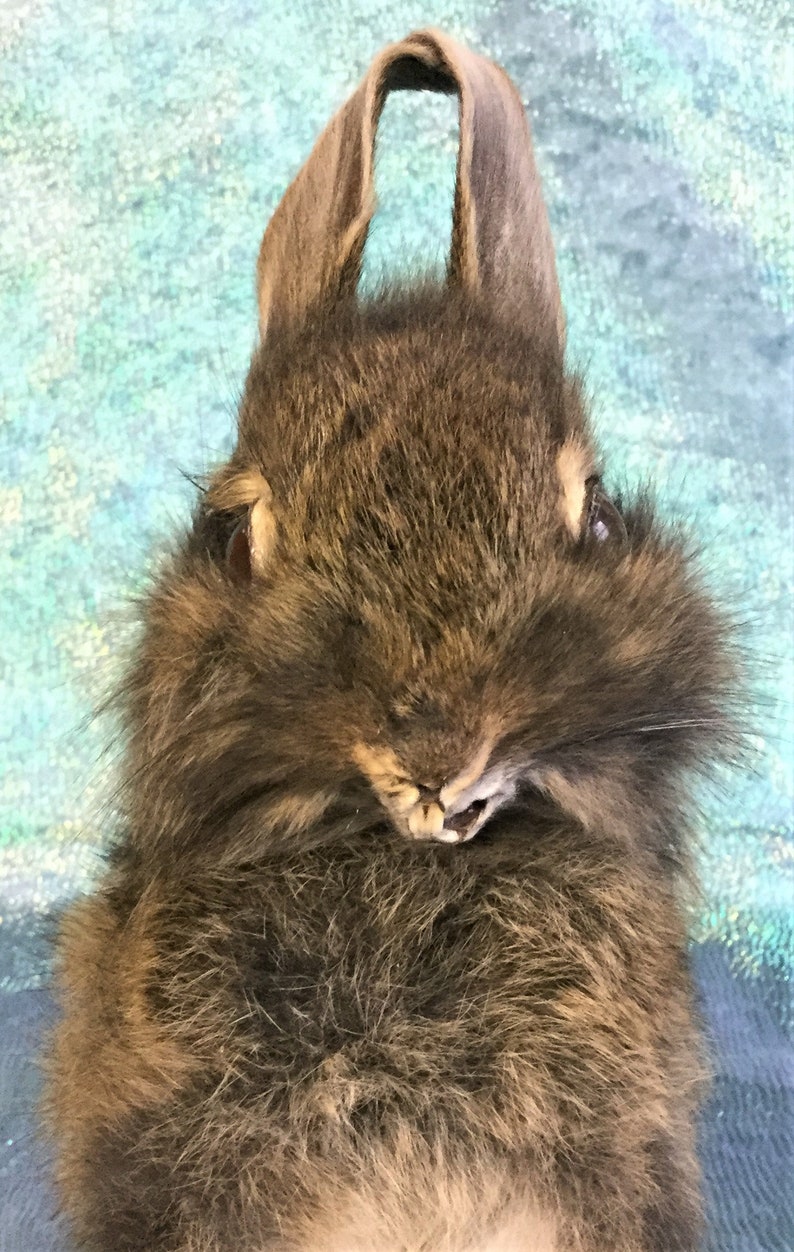 mixed colors-brown, gold, tan, white and black Taxidermy Baby Bunny Rabbit Standing w ears up cottontail R40h Mixed colors