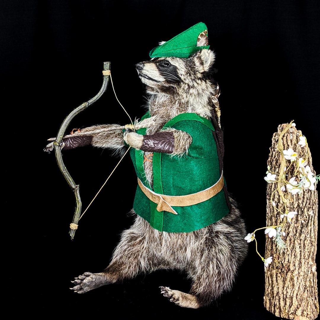 Br120 Raccoon Taxidermy Cottage Core Oddities Curiosities - Etsy