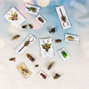 May include: A collection of various insects, including beetles, a scorpion, and a mantis, displayed on small white cards. The insects are in various colors, including green, brown, and black. The background is a light blue and white.