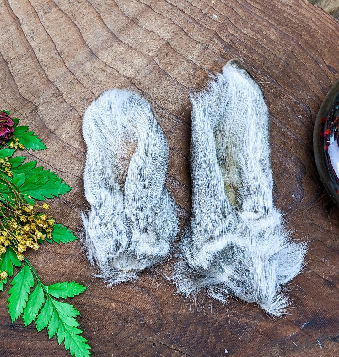 T38n Pair Bunny Rabbit Ears 3 1/2 4 Specimen Taxidermy - Etsy