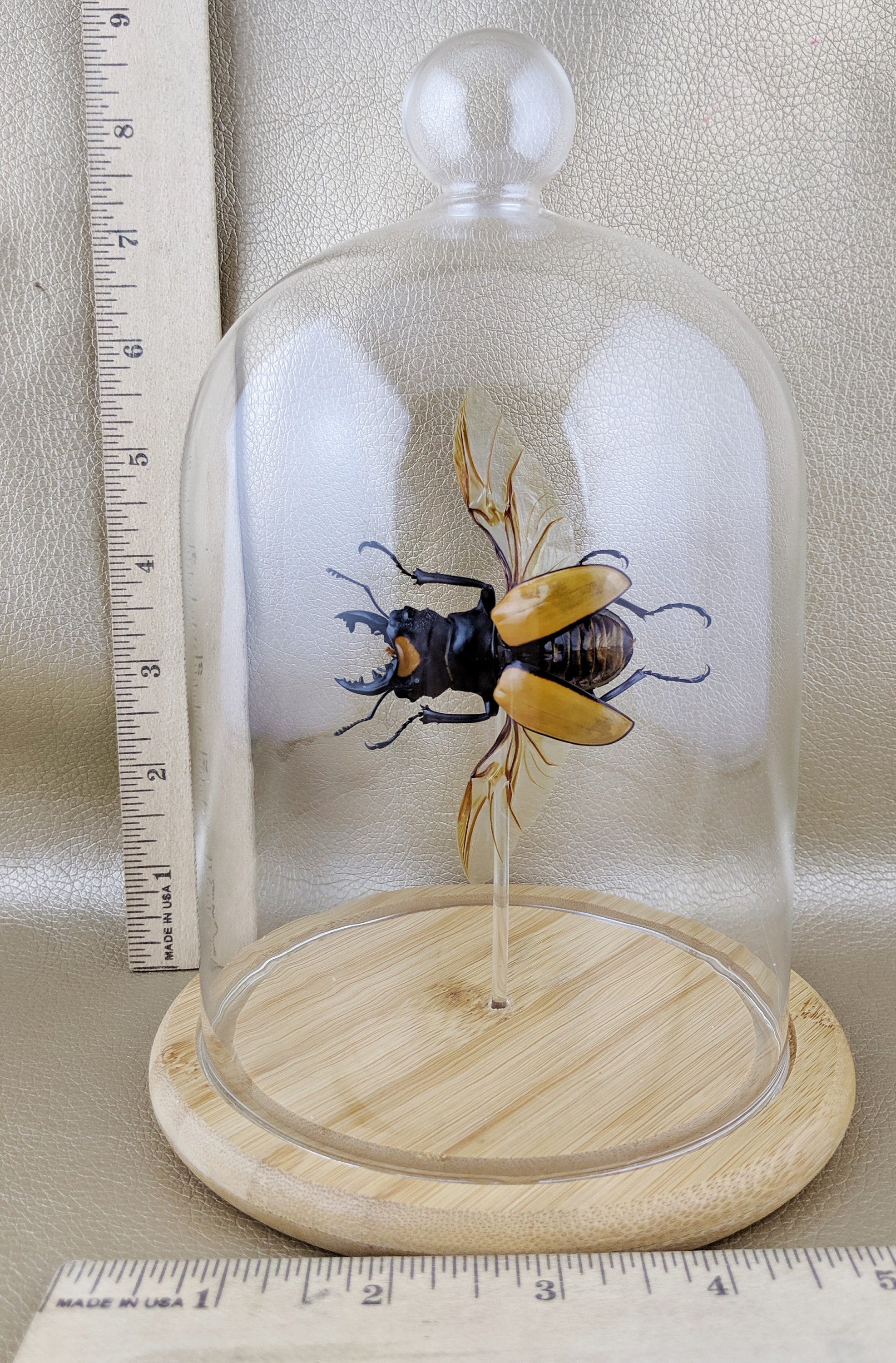 W94 Entomology Taxidermy Jewel Beetle glass dome Display Specimen Collectible 
