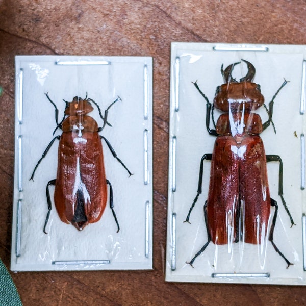 Rare Blister Beetles m & f Cissites maxillosa entomology specimen Oddity Curiosity Cabinet Educational Home Decor s45d Two