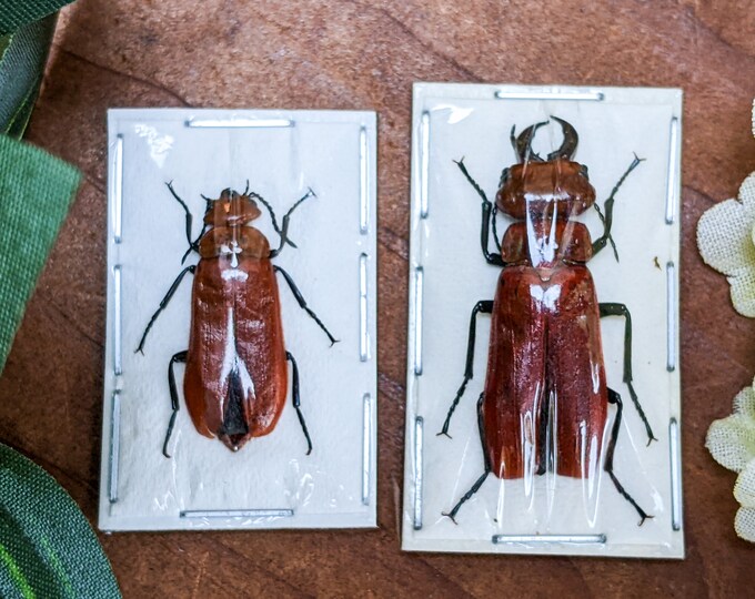 Rare Blister Beetles m & f Cissites maxillosa entomology specimen Oddity Curiosity Cabinet Educational Home Decor s45d Two