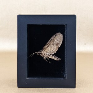 May include: A framed insect display featuring a moth with detailed wing patterns in shades of brown and gray. The moth is set against a black background within a black wooden frame, creating a striking contrast.