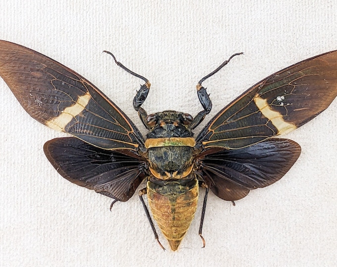 Cicada Tosena Fasciata Spread Black winged specimen craft crafting insect entomology bug collector taxidermy locust preserved specimen