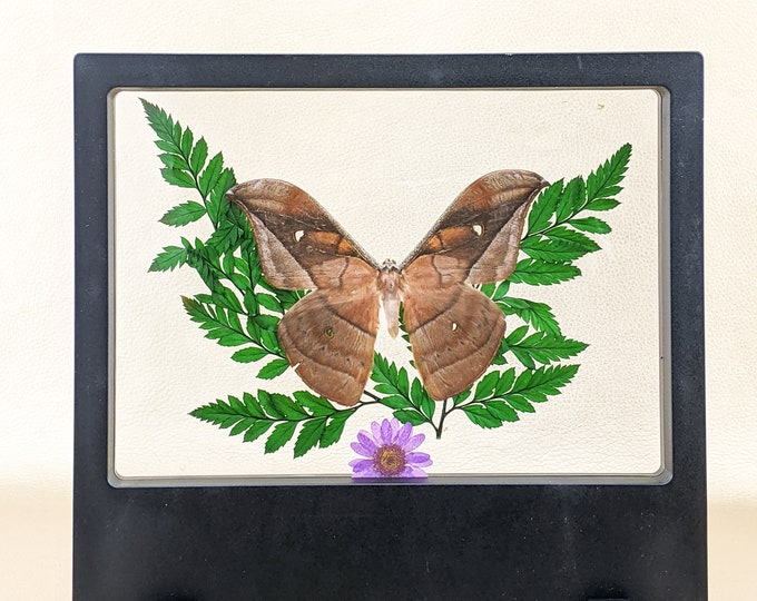 Copaxa andensis moth specimen display curiosities Floating Frame Display Entomology Taxidermy  Educational Decor Oddities lepidopterology