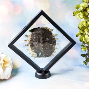 May include: A preserved turtle shell displayed in a black, diamond-shaped shadow box. The shell is dark brown with a textured surface and a spiky edge. The shadow box has a clear glass front and a black base.