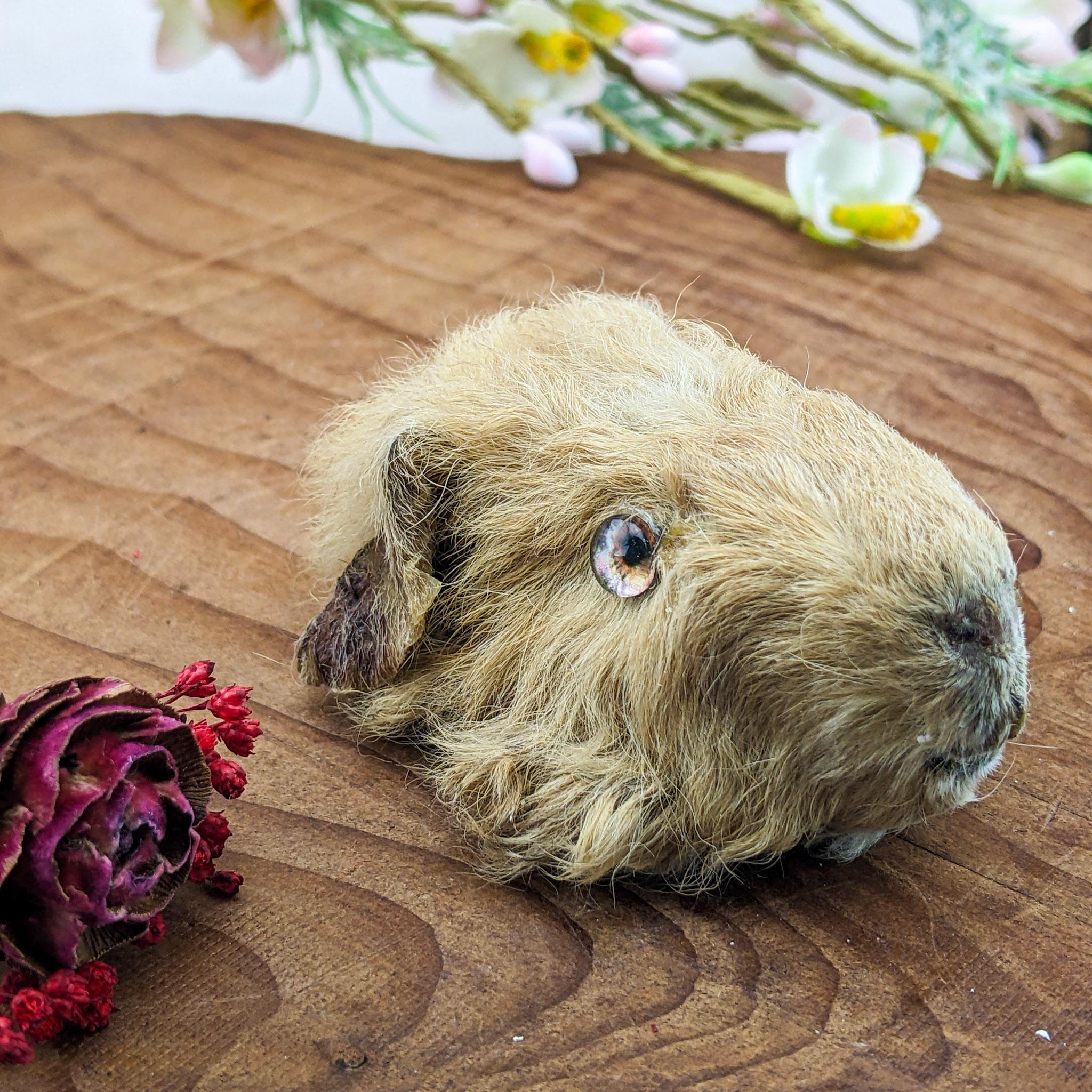 Guinea Pig Head Specimen Craft Taxidermy Oddities Curiosities Home