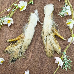 May include: Two dried chicken feet with feathers, in shades of cream, tan, and brown, are displayed against a textured brown background. The feet are surrounded by white and pink artificial flowers and greenery.