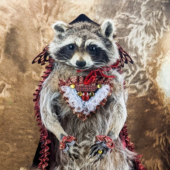 Raccoon Masquerade Mardi Gras Taxidermy Oddities Curiosities Collectible  Cute Anthropomorphic Collectible Preserved Specimen Decor 