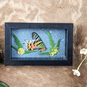 May include: A framed butterfly display. The butterfly has black, orange, and green wings. The display includes green fern leaves and yellow flowers against a speckled blue background, all within a black frame.