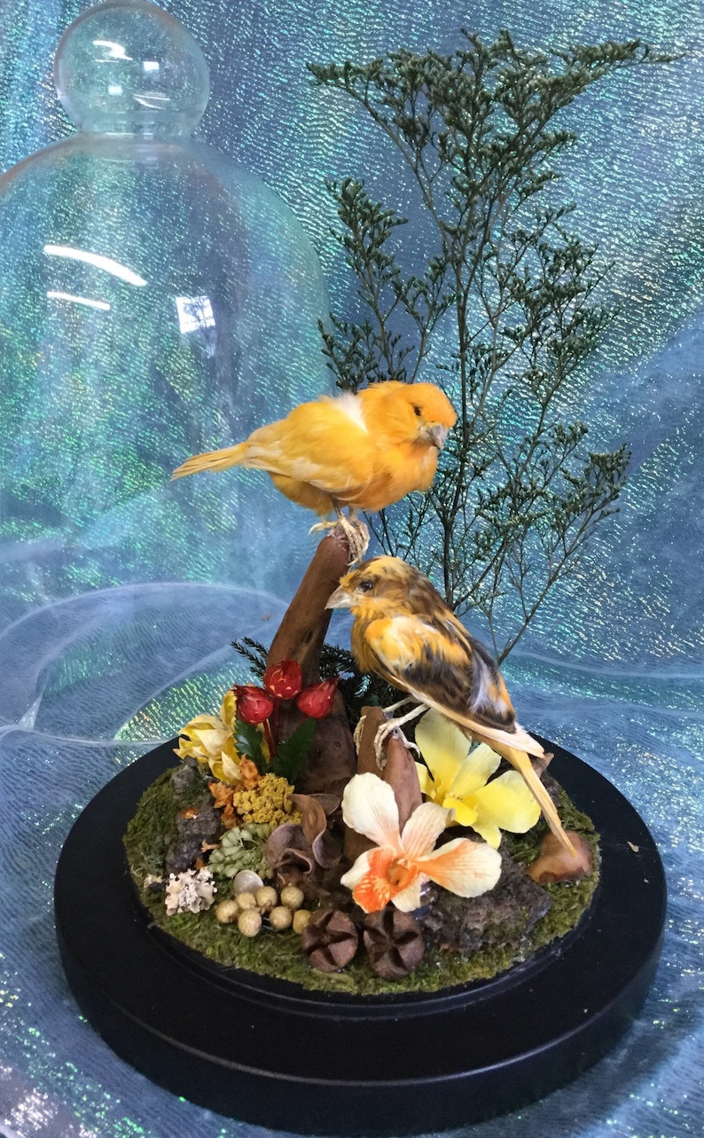 Taxidermy Texas Monk Parrots Hunting Taxidermy Texas Monk Parrots Hunting