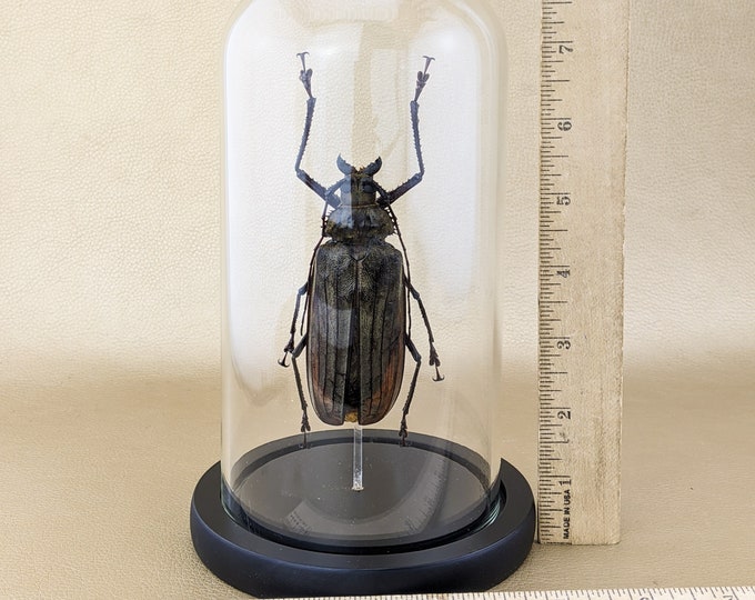 o43B Entomology Taxidermy Oddities Curiosities Giant Longhorn FEMALE Buru Beetle Glass Dome Display specimen collectible preserved insect