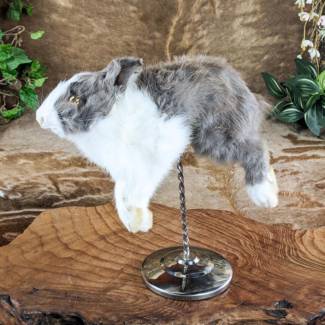 Make Rabbit Specimen Baby Bunny Rabbit Specimen Craft Taxidermy Oddities Curiosities Cottage ...
