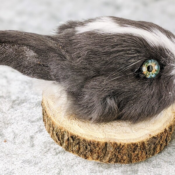 Taxidermy Head Wall Mount - Etsy