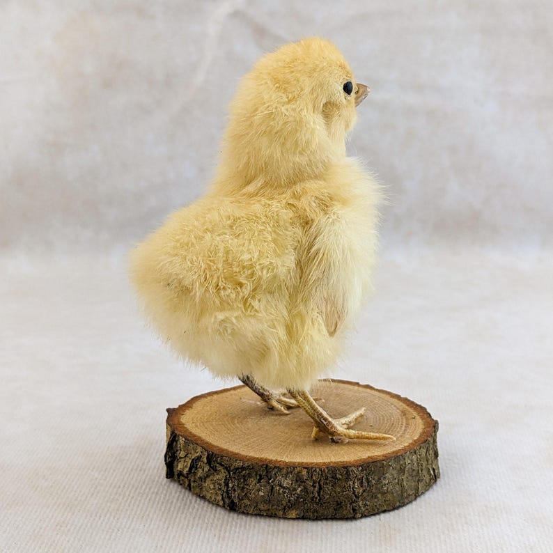 Rustic Chick Chick Chicken Standing W/ Wood Base Display Taxidermy Collectible ...