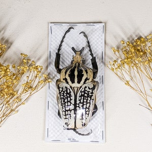 Goliath beetle (80+mm) M Goliathus orientalis specimen entomology curiosity oddities bug collector beetle nature preserved insect craft