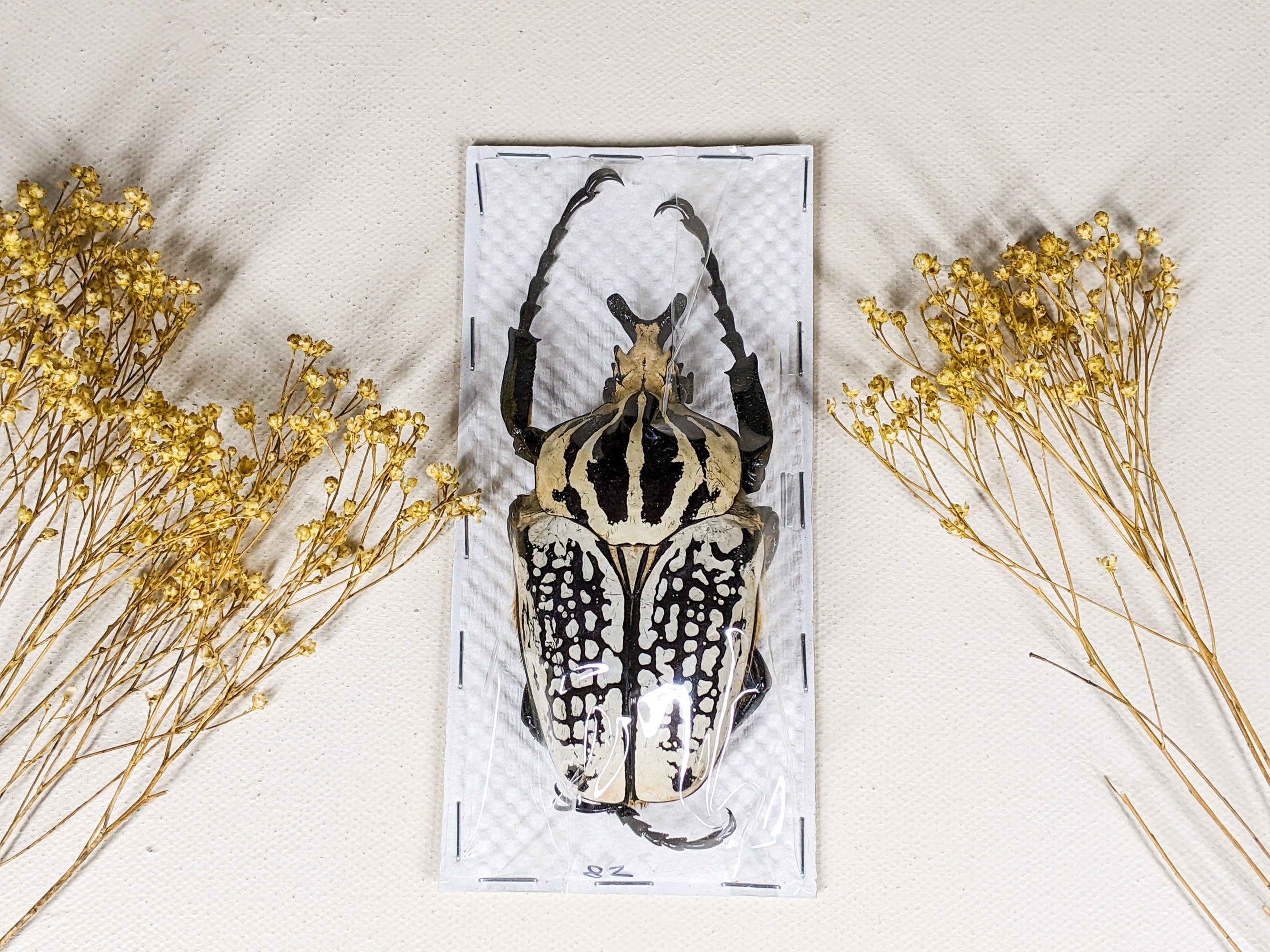 Goliath Beetle (80+mm) M Goliathus Orientalis Specimen Entomology