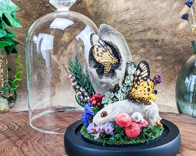 BF177 Two Folded Tiger Moth Butterfly Glass Dome Display Entomology Taxidermy specimen educational victorian preserved Insect collectible