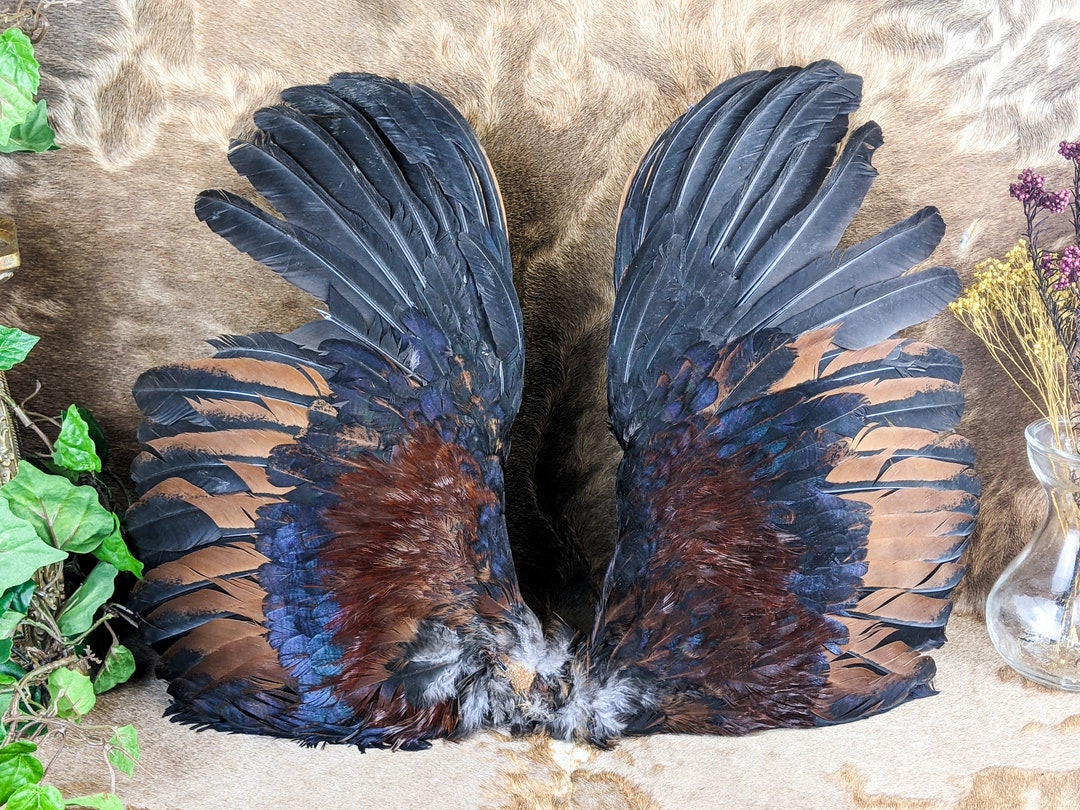 Cw32 15 Chicken Rooster Wings Taxidermy Oddities Curiosity Etsy
