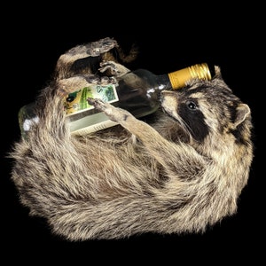BR23 SALE Drunk Raccoon Full Mount Taxidermy Oddities Drinking Wasted ...