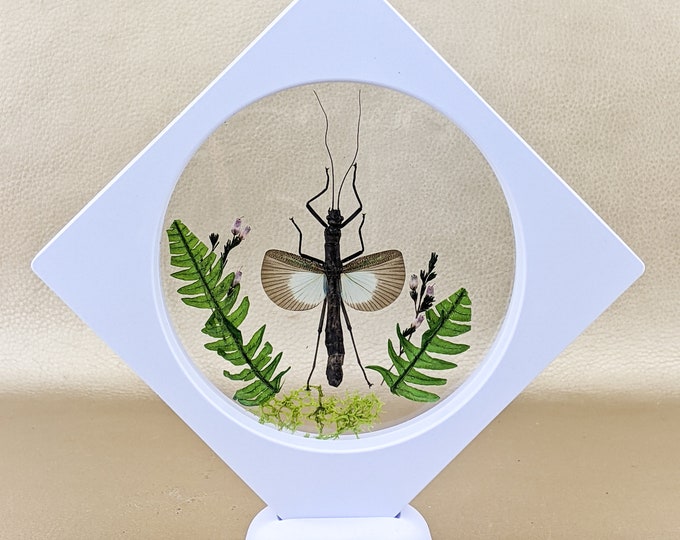 f10c Walking stick Entomology Taxidermy (OV) floating display specimen curiosities collectible oddities curiosity educational