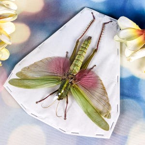 May include: A preserved giant katydid specimen mounted on a white paper backing. The insect features a segmented green body, long thin legs with small spines, and large, translucent wings that transition from a vibrant green to a deep magenta.