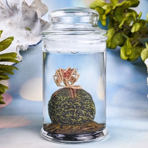 Alien Jar Xenomorph Specimen Facehugger Embryo & Egg Glass Jar Prop Replica curiosities cabinet oddities decor lizard props