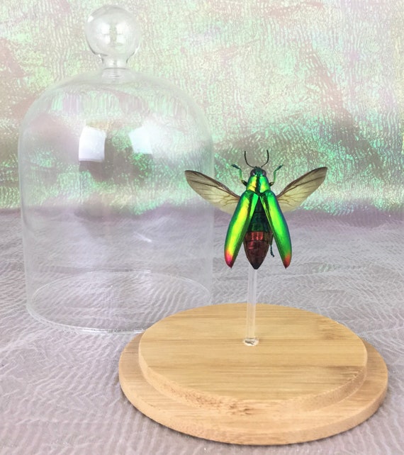 G79 Entomology Taxidermy Jeweled Flower Mantis Male Spread dome display specimen