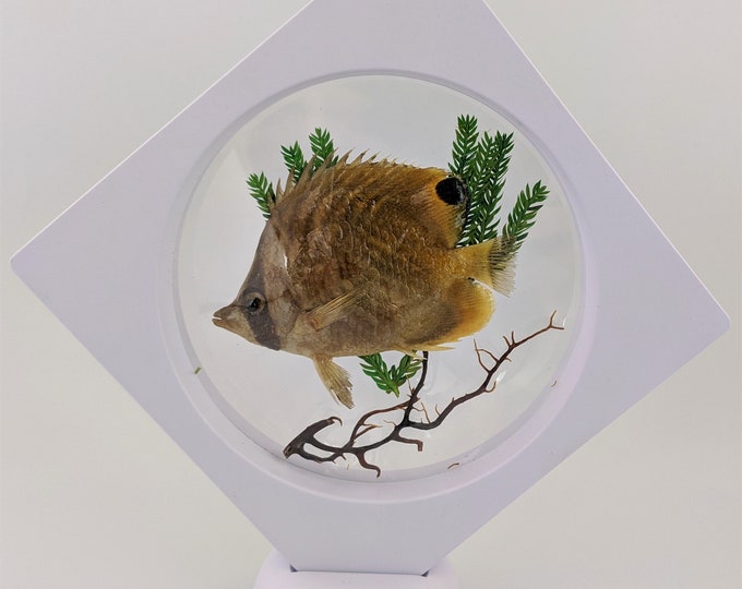 Reduced!  Butterfly fish Floating frame collectible home decor Taxidermy Oddities Curiosity educational specimen marine ocean beach nautical