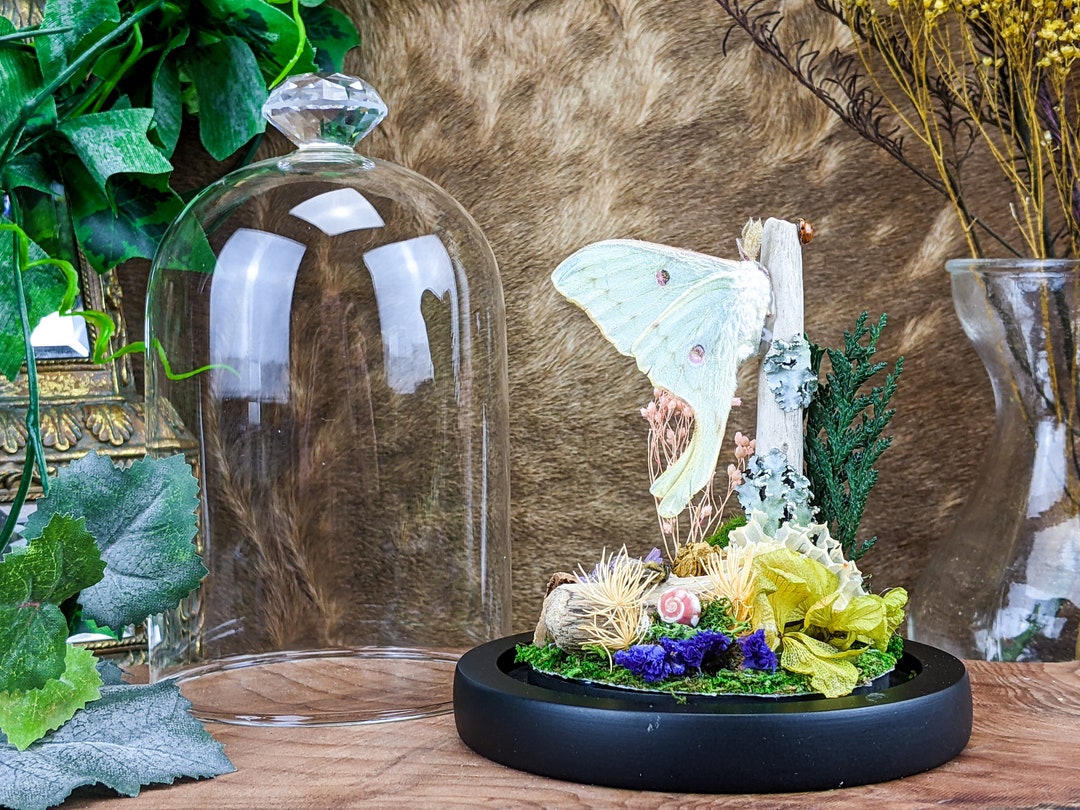 Bf49 Luna Moth & Honey Bees Glass Dome Display Entomology - Etsy