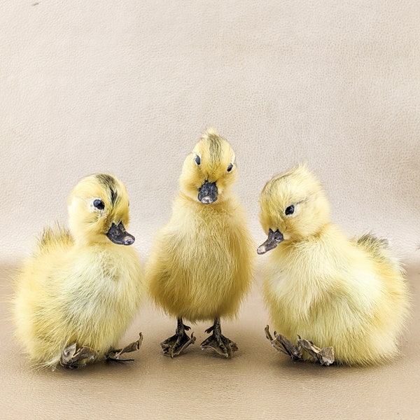 Y Duck  One Yellow Baby Duckling duck Poseable legs taxidermy Fluffy Long Island Domestic (Natural Death) bird farm curiosities oddities