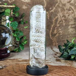 May include: A clear glass display case with a black base contains a preserved snakeskin. The snakeskin is a light tan color and is coiled inside the glass cylinder. The display case is on a wooden surface.