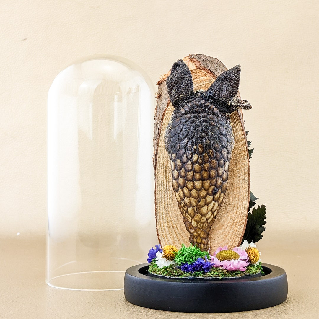 P82b Armadillo Face Armor Glass Dome Display Oddities Etsy