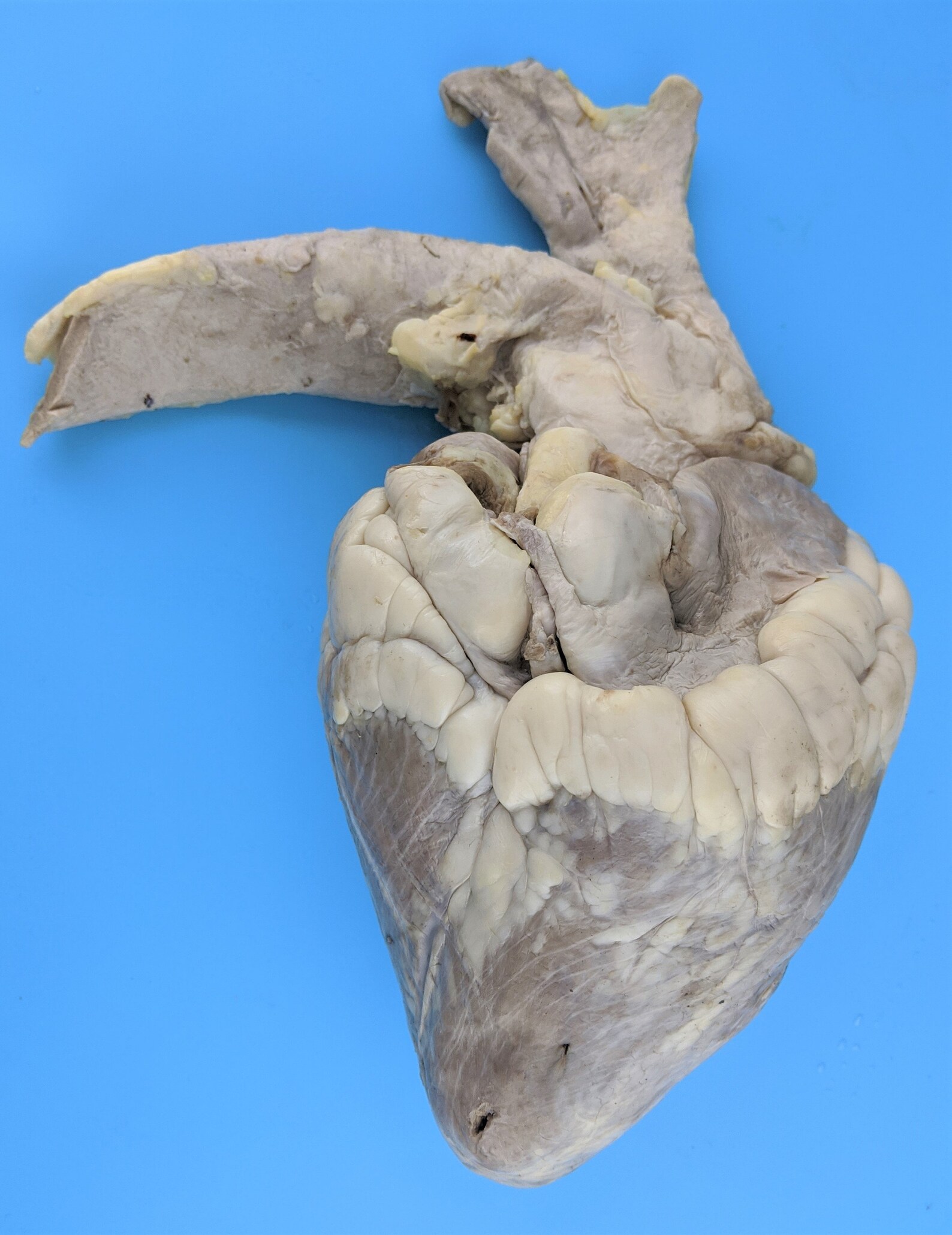 FZR Cow Calf Heart Wet Specimen Preserved Display Collectible Etsy