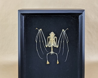 Bat Skeleton Display shadowbox taxidermy Oddities Curiosities Educational macabre home decor victorian goth osteology spooky halloween