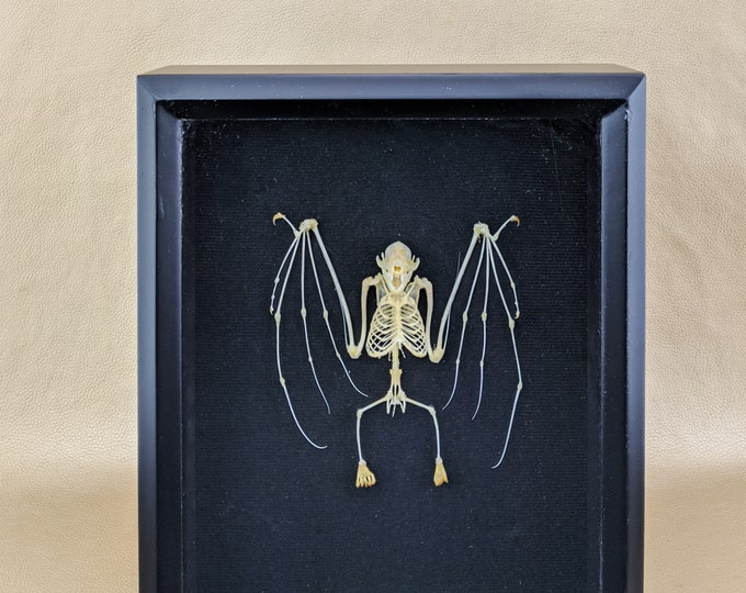 Bat Skeleton Display shadowbox taxidermy Oddities Curiosities Educational macabre home decor victorian goth osteology spooky halloween