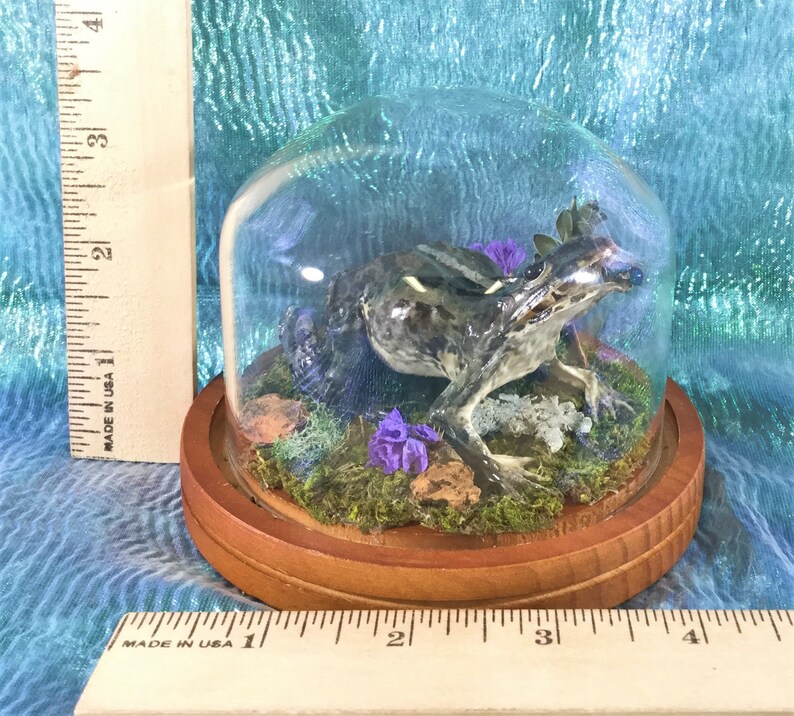 Q10 Taxidermy Frog Fejervarya Limnocharis Glass dome Display Collectible toad specimen Antique Victorian Style