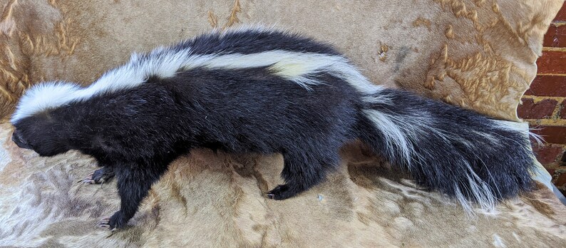 Skunk #6 Taxidermy large Skunk standing mount collectible specimen Adorable Oddity Curiosity Cabinet Home Decor Educational Oddities