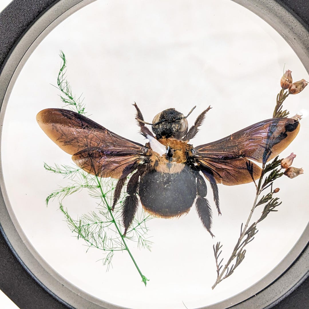 Madagascar Bumble Bee Floating Frame Display Oddities Curiosities ...