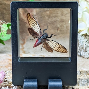 May include: A black framed display case with a clear acrylic front showcasing a preserved cicada insect with brown and white wings and a red abdomen.