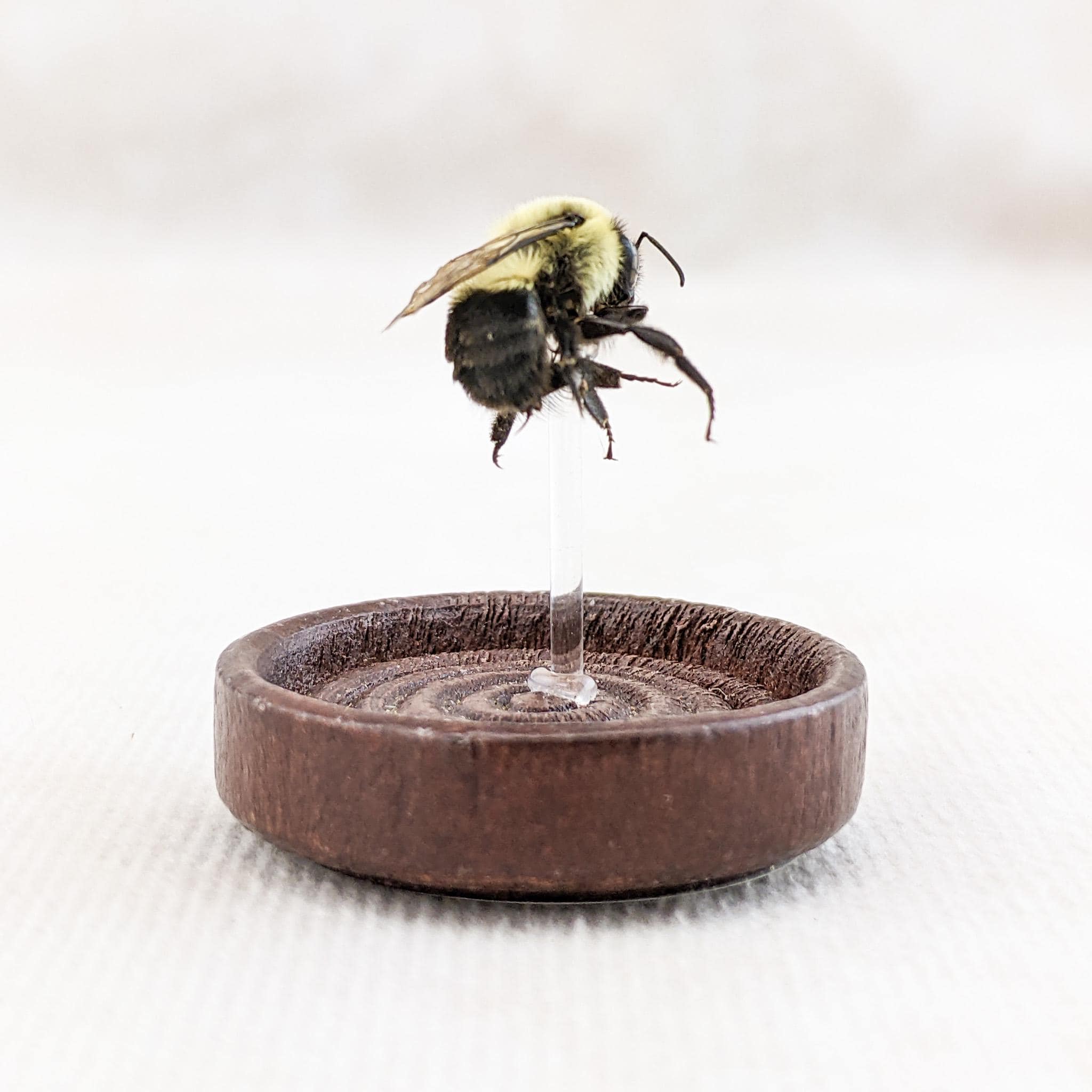 Bumble Bee Glass Dome Display Oddities Curiosities Display Gift Bug ...