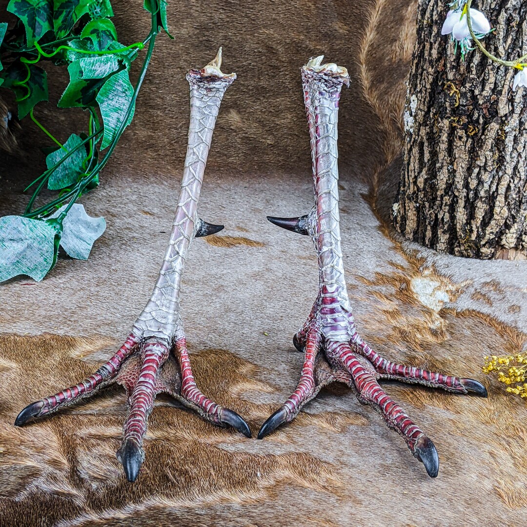 U37e Spread 1 1/4 Spur Turkey Feet Pair Taxidermy Oddity Etsy